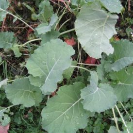 Growing Late Season Greens